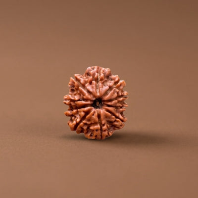 10 Mukhi Nepal Origin Rudraksha 18mm