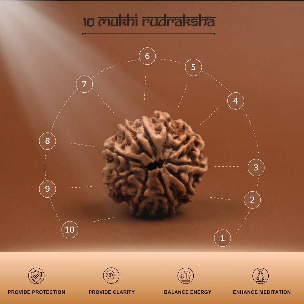 10 Mukhi Nepal Origin Rudraksha 18mm to 20 mm