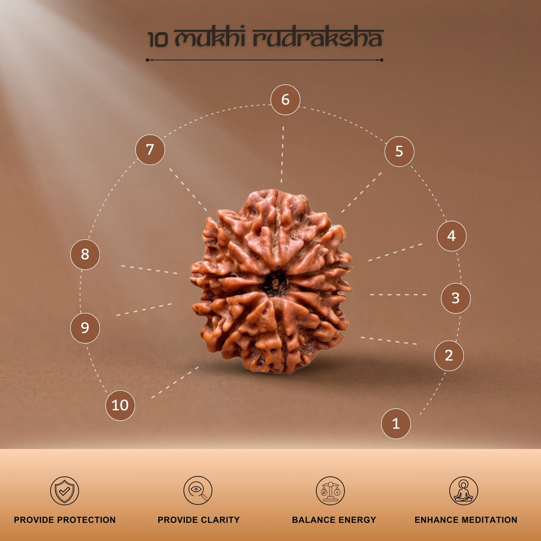 10 Mukhi Nepal Origin Rudraksha 18mm