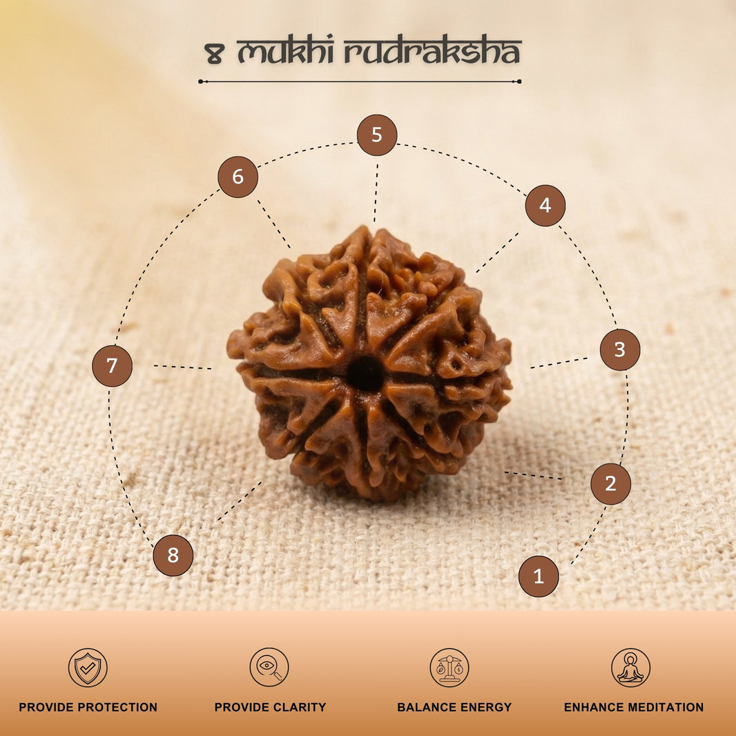 8 Mukhi Nepal Origin Rudraksha 18mm