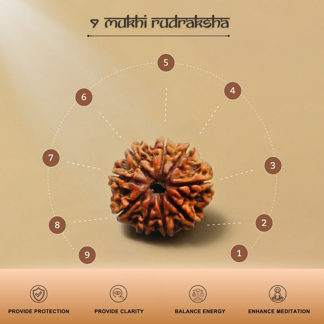 9 Mukhi Nepal Origin Rudraksha 19mm