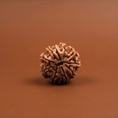 10 Mukhi Nepal Origin Rudraksha 18mm to 20 mm
