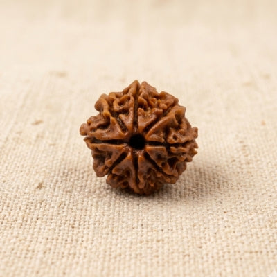 8 Mukhi Nepal Origin Rudraksha 18mm
