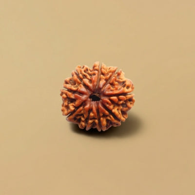 9 Mukhi Nepal Origin Rudraksha 19mm